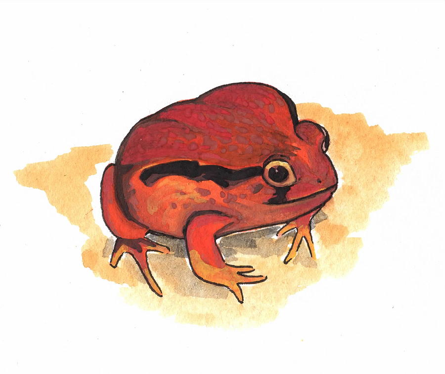 Madagascar Tomato Frog Drawing By ElenaZambelli On