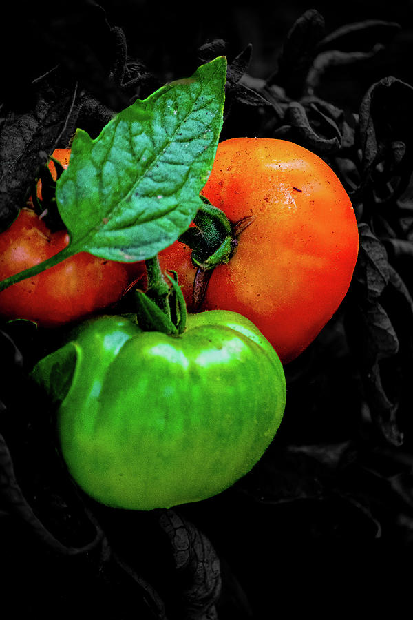 Tomatoes Photograph by Angela Carrion Photography