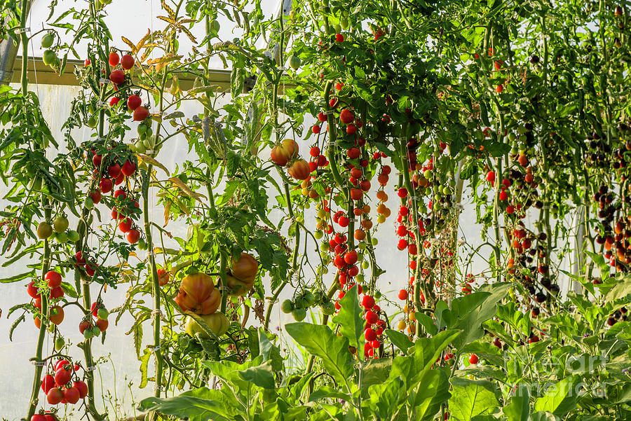 Tomatoes Are Ready To Harvest. Photograph
