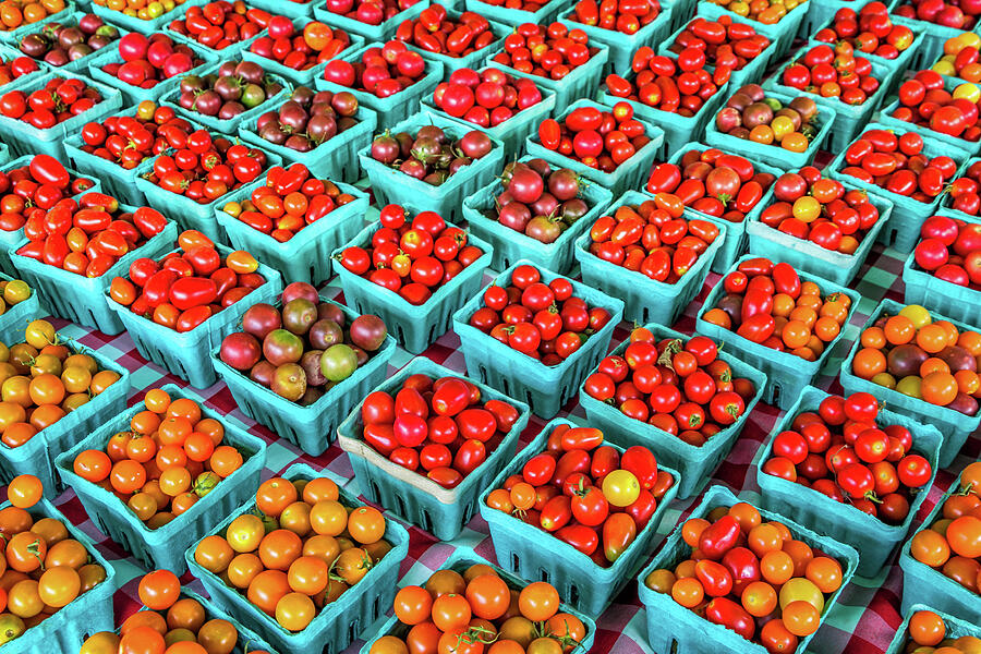 Tomatoes Galore Photograph by Elvira Peretsman