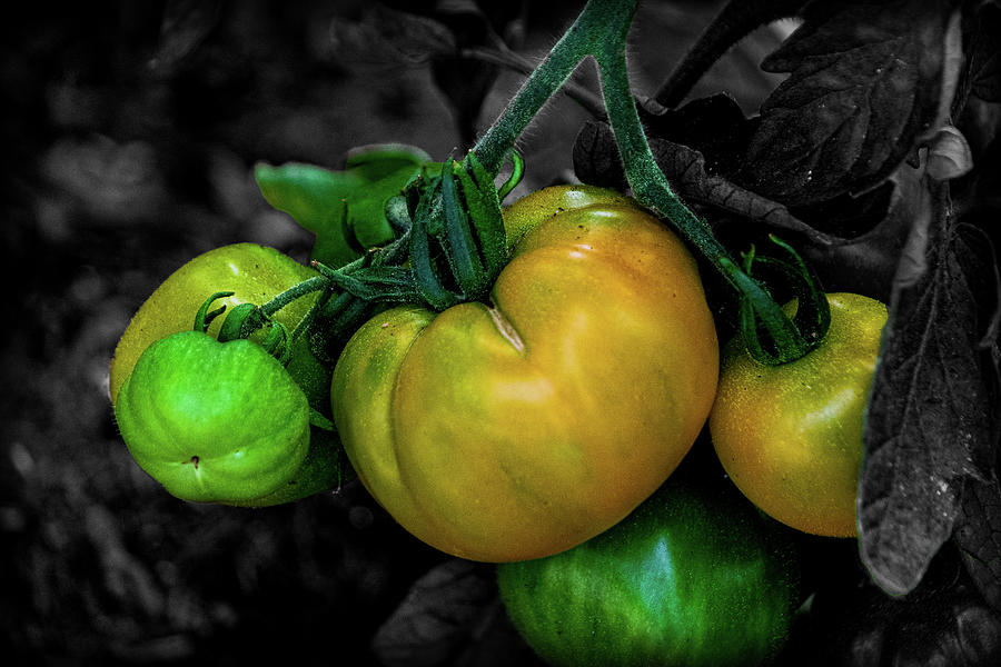 Tomatoes #1 Photograph by Angela Carrion Photography