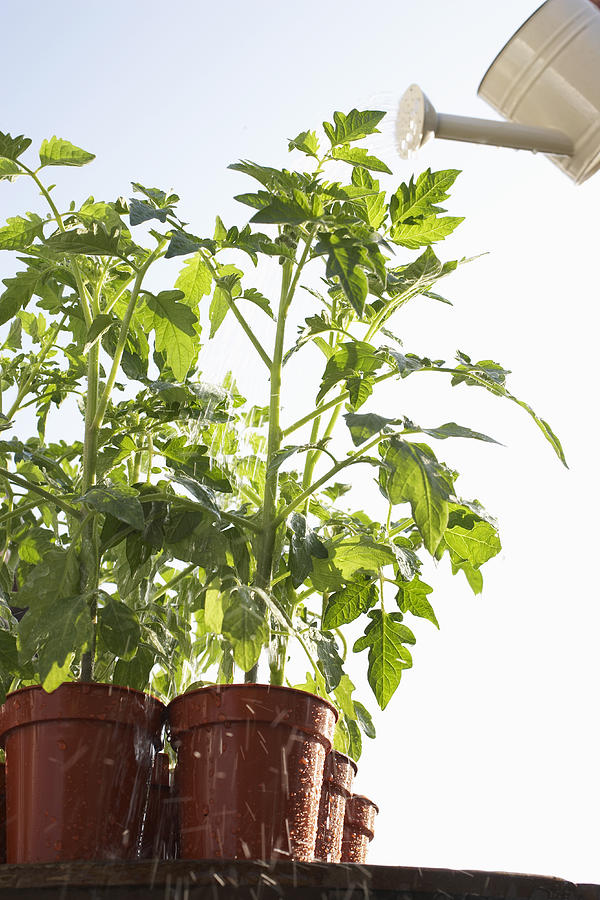Tomatoes plants growing in flowerpots being watered with can, close-up, low angle Photograph by Martin Poole