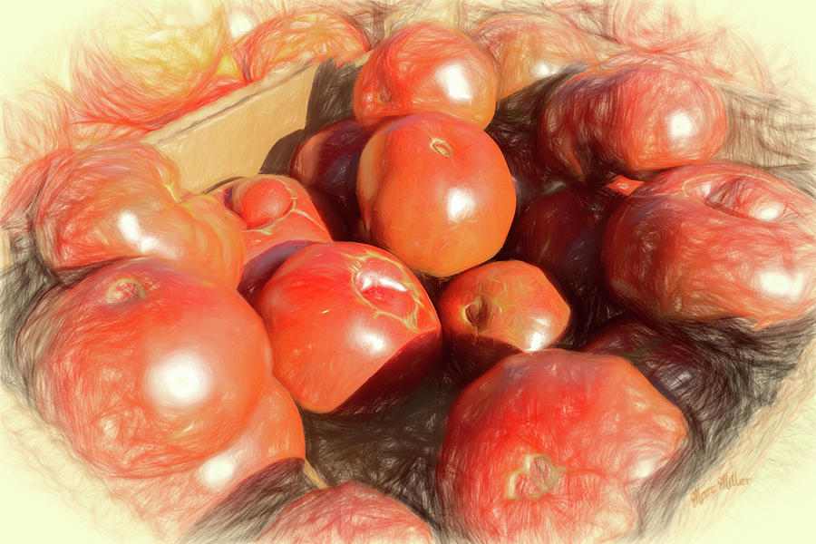 Tomatoes In Sunlight Photograph