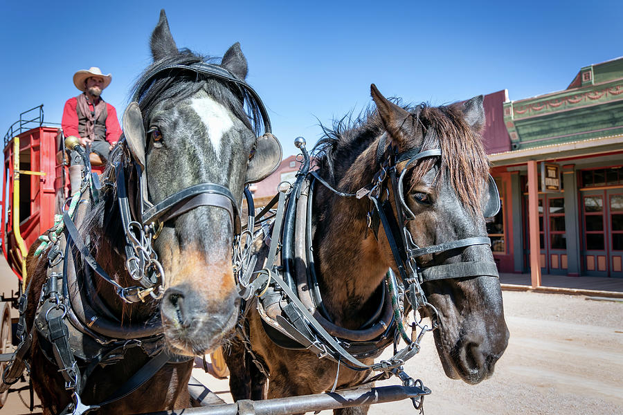 Tombstone Carriage Horses Photograph by Bill Chizek