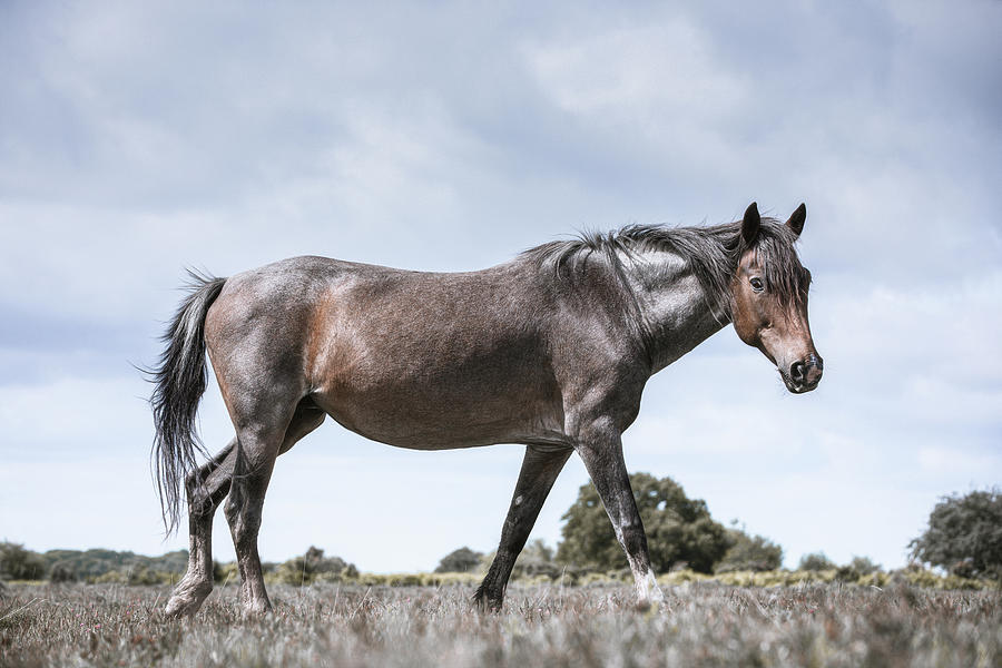 Tommy - Horse Art Photograph by Lisa Saint