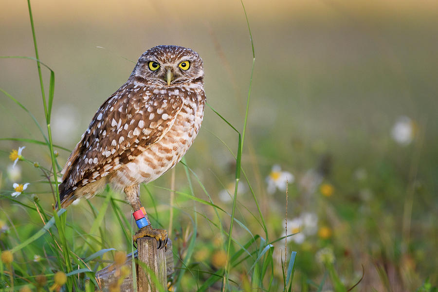 Burrowing Owl - Cape Coral, Florida Photograph By Nathan Arnold