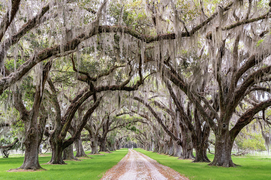 Tomotley Plantation Avenue of Oaks I, Sheldon, South Carolina Photograph by Dawna Moore Photography