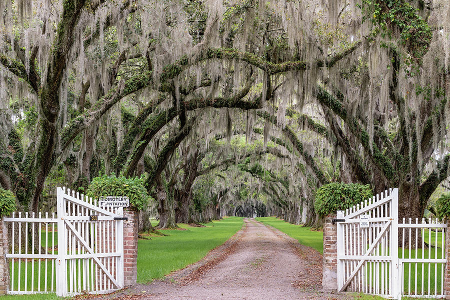 Tomotley Plantation Avenue of Oaks II, Sheldon, South Carolina Photograph by Dawna Moore Photography
