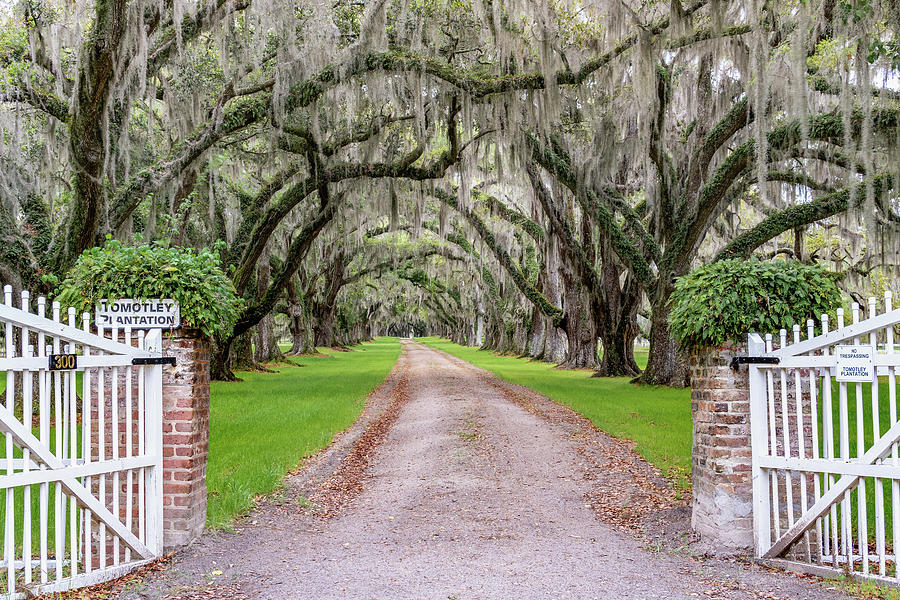 Tomotley Plantation Avenue of Oaks III, Sheldon, South Carolina Photograph by Dawna Moore Photography