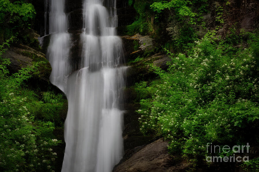 Toms Creek Falls Photograph by Shelia Hunt