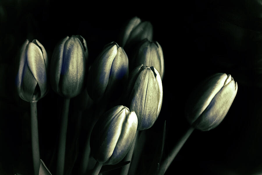 Tonal Tulips Photograph by Jessica Jenney