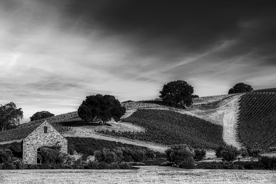 Grape Photograph - Tones Of Black And White - The Vineyard by Mountain Dreams