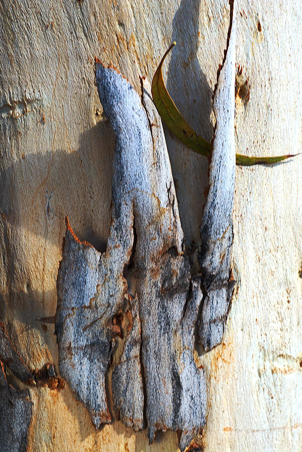 Tones Of Eucalyptus Bark Photograph by Joy Watson