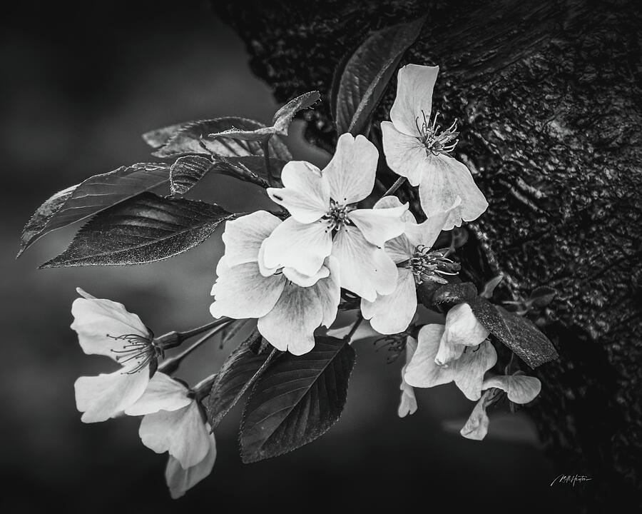 Black And White Photograph - Tones of Spring by William Hunton