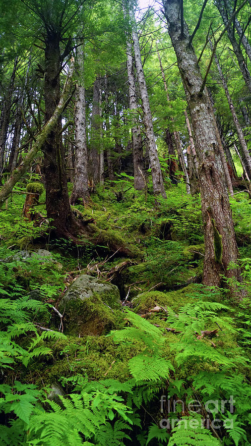 Tongass National Forest Photograph by Steve Speights