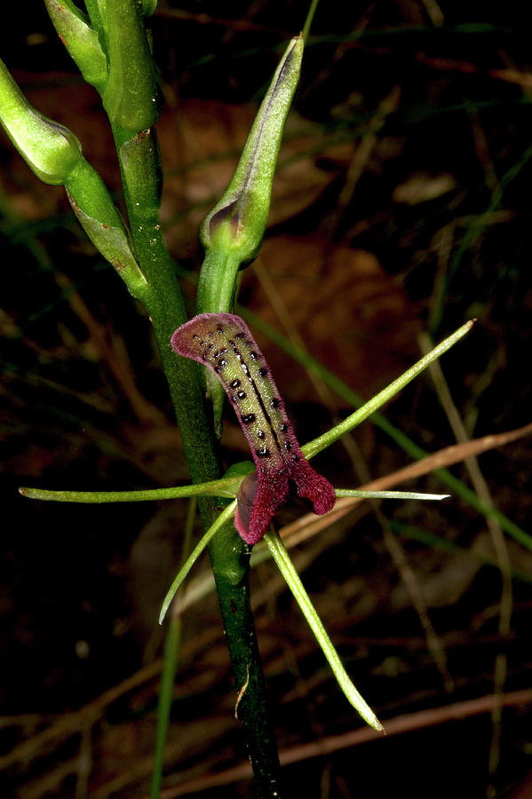 Nature Photograph - Tongue Orchid by Graham Palmer