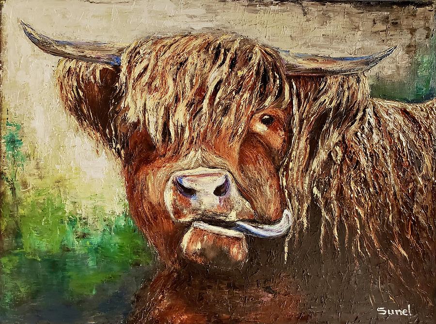 Highland Cow Photo With Tongue Out. Color Cow Photo. 