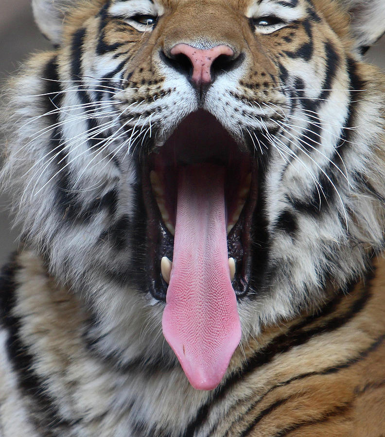 Tongue out Tiger Photograph by David Andersen