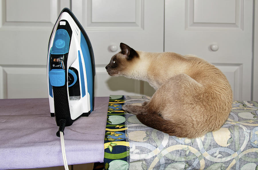 Tonkinese Cat Sniffing Iron Photograph by Sally Weigand