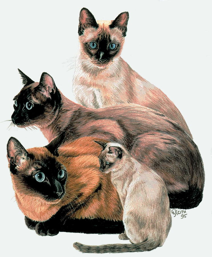 Tonkinese Collage Drawing by Barbara Keith
