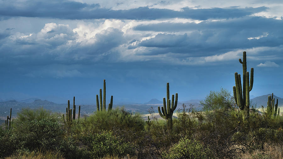 Tonto National Forest Photograph By Saija Lehtonen Fine Art America   Tonto National Forest Saija Lehtonen 