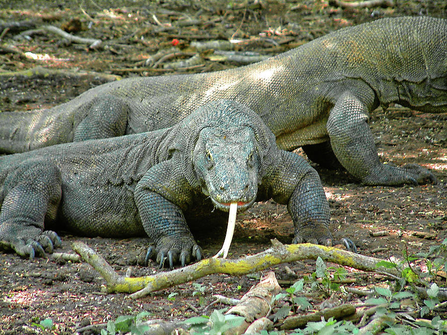 Too Close For Comford With A Komodo Dragon Photograph