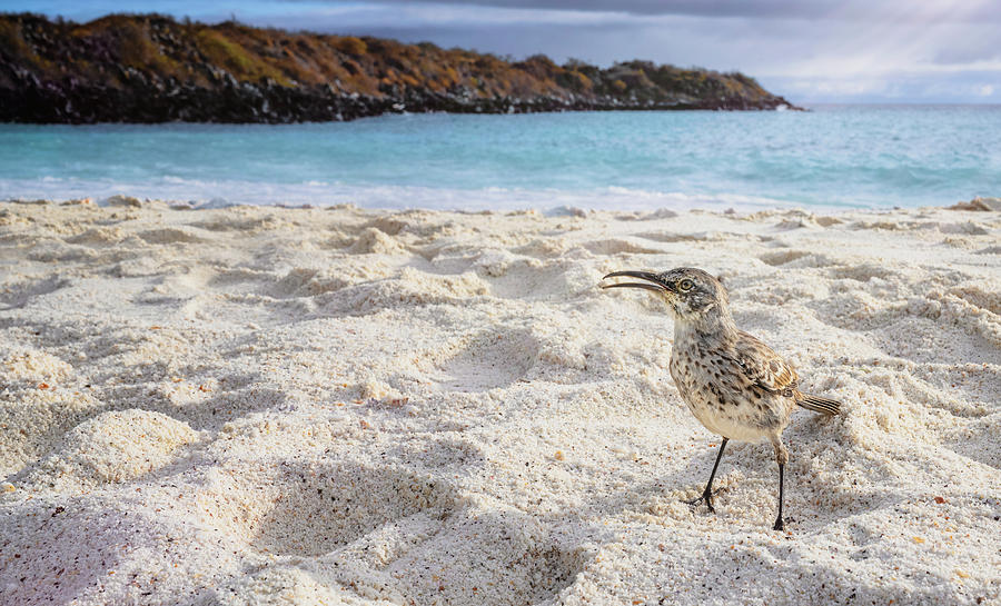 Too Curious Galapagos Mockingbird Photograph by Joan Carroll