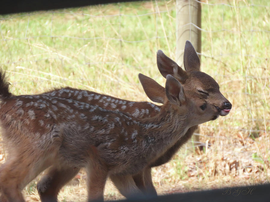 Too Cute 2 - Fawns - Baby Deer - Nature - Wildlife Photography Photograph by Brooks Garten Hauschild