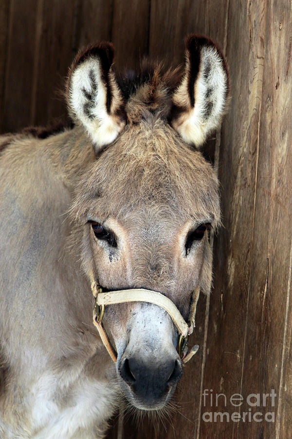 Too Cute - A Sardinian Donkey Looking Out from its Barn Photograph by John Van Decker