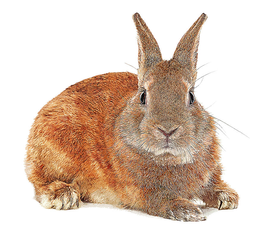 Too Cute, European Rabbit Painting by Custom Pet Portrait Art Studio