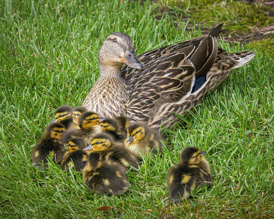 Too Many Ducklings Photograph by Mark Mille