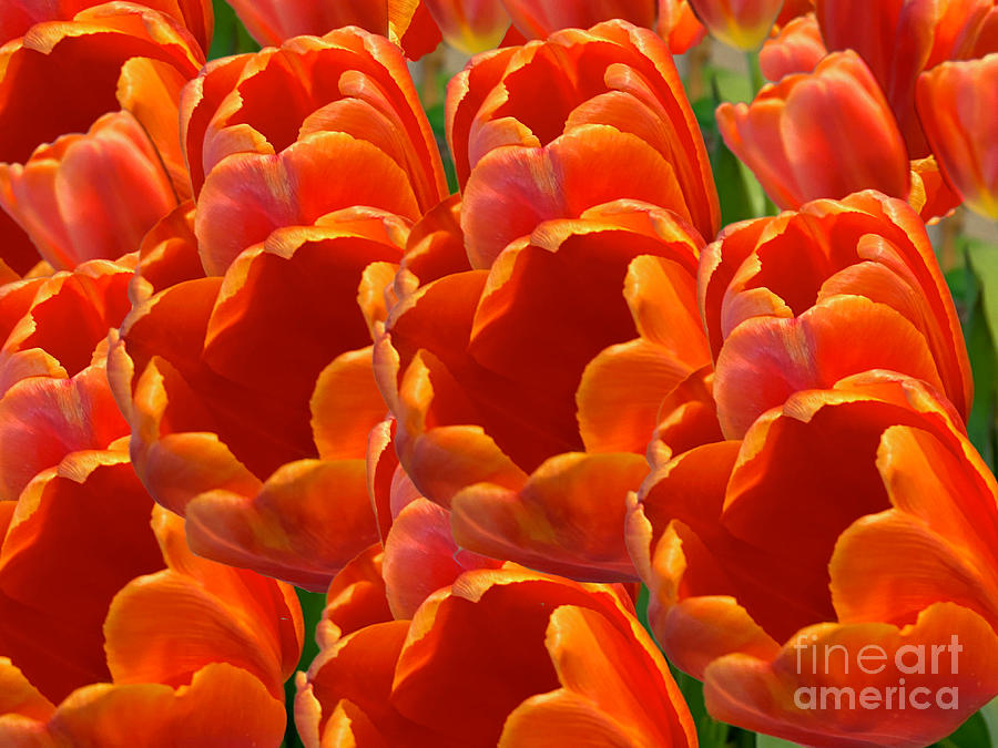Too Many Tulips Photograph by Katherine Erickson