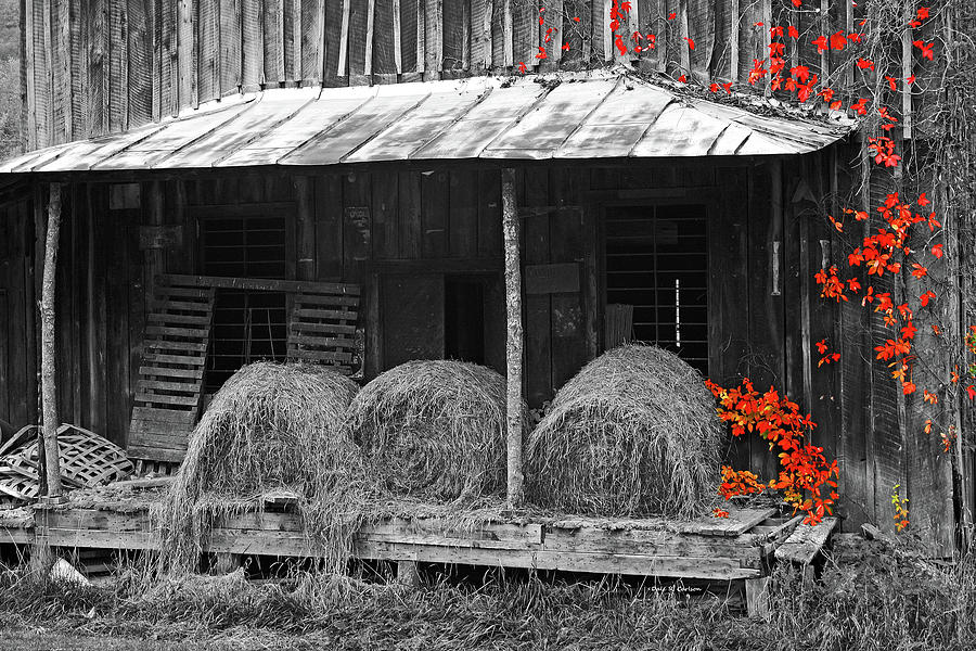Too Much Hay Photograph by Dale R Carlson