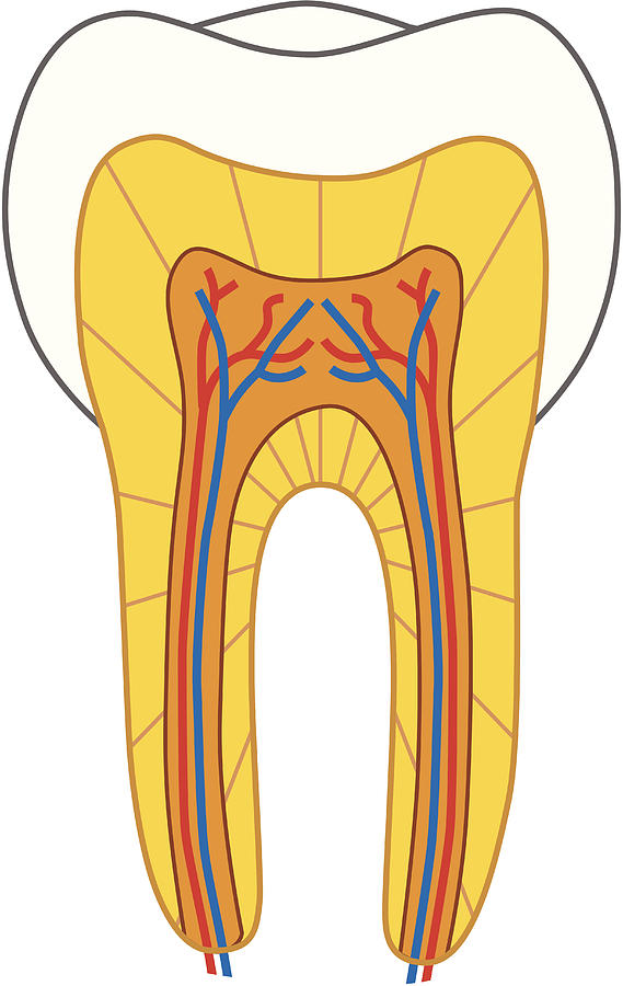 Tooth Cross-section Drawing by Kathykonkle