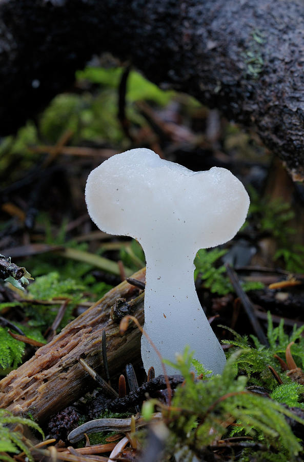 Toothed Jelly Fungus, Pseudohydnum gelatinosum Photograph by Kevin Oke