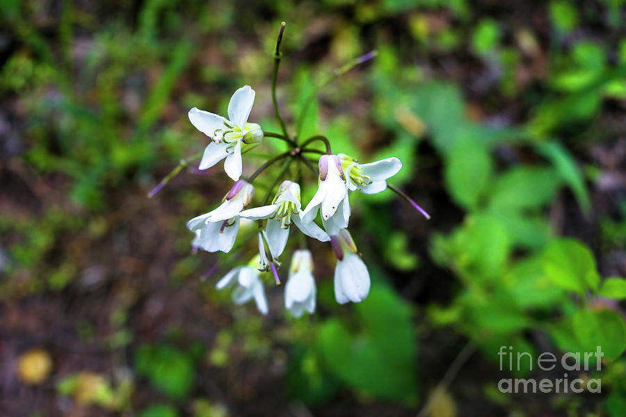 Toothwort Photograph - Toothwort, Spring Wildflowers In Pisgah National Forest, North Carolina by Felix Lai Toothwort Photograph - Toothwort, Spring Wildflowers In Pisgah National Forest, North Carolina by Felix Lai