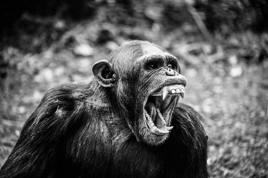Toothy Chimpanzee Photograph by World Art Collective