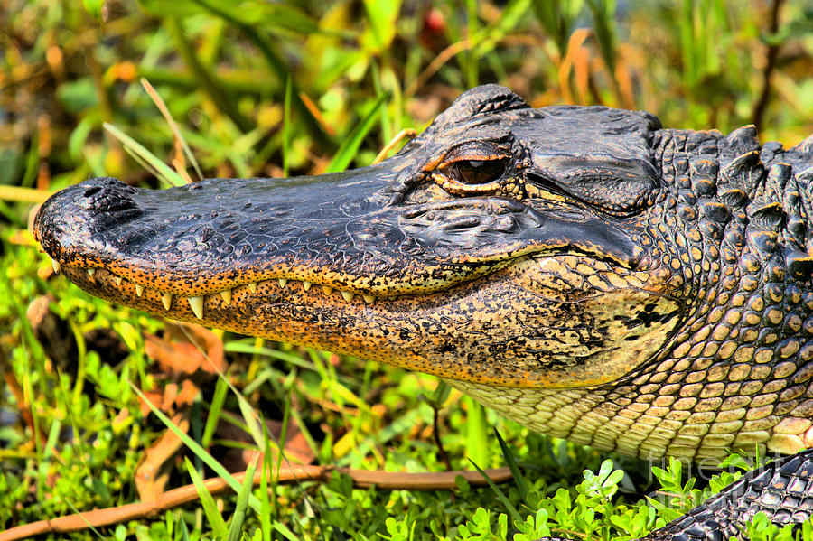 Toothy Gator Smile Photograph by Adam Jewell