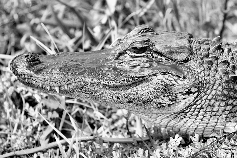 Toothy Gator Smile Black And White Photograph by Adam Jewell