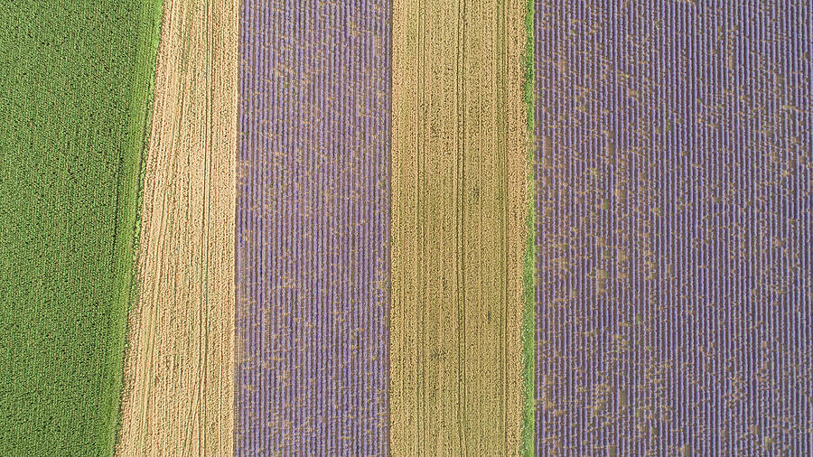 Top Down View Of Fields With Various Types Of Agriculture. Beautiful Lavender Fields. Photograph