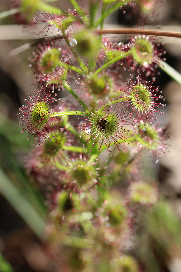 Top Of A Drosera Plant Photograph