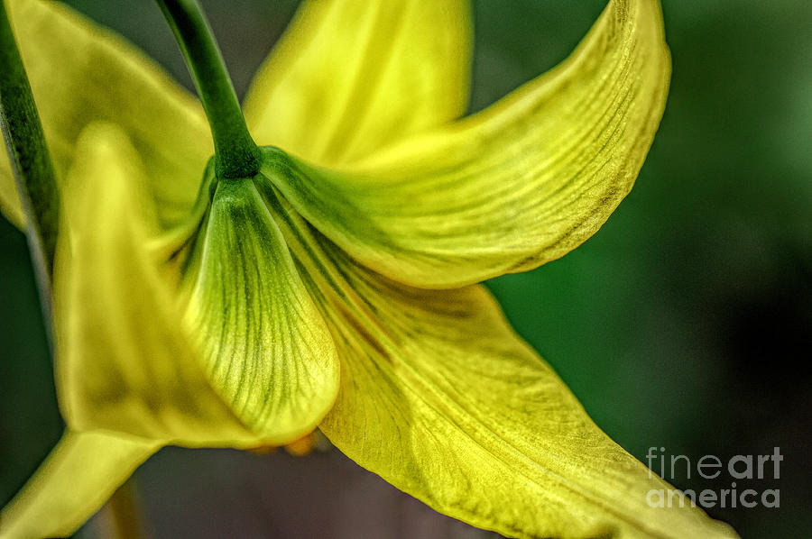 Top Of The Glacier Lily Photograph by Pamela Dunn-Parrish