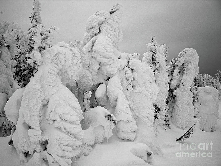 Tree Photograph - Top of the Mountain at Sun Peaks by Nancy Gleason