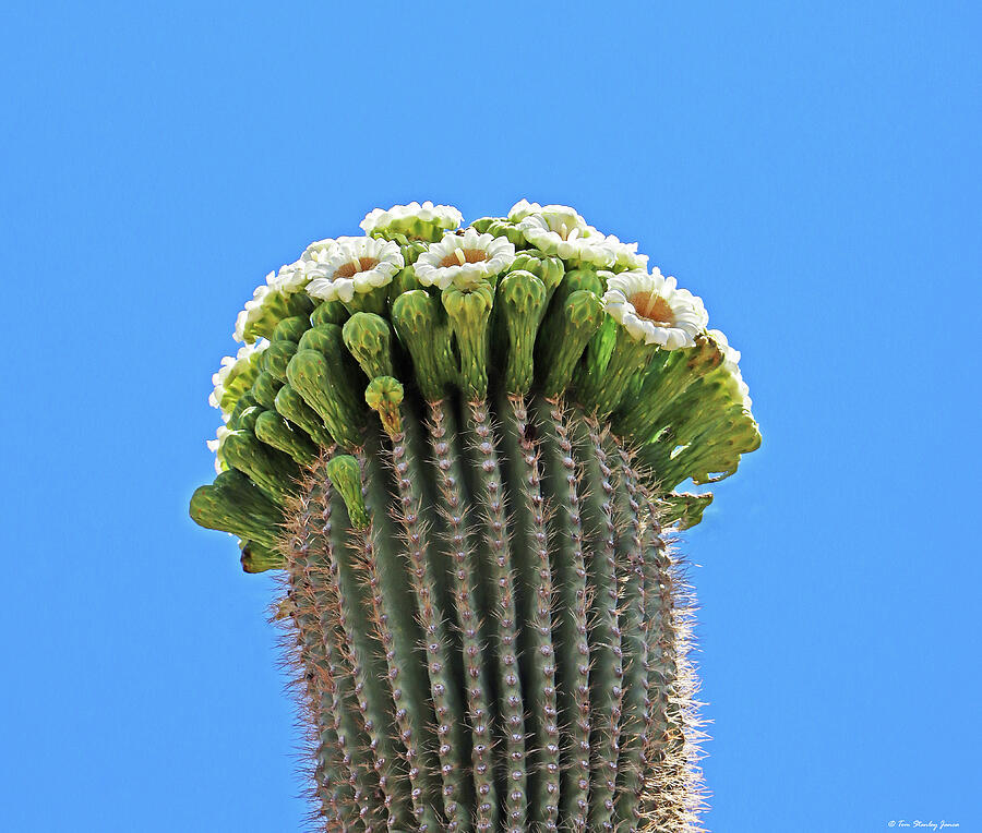 Top Of The Tip Saguaro Blossoms Digital Art by Tom Janca Top Of The Tip Saguaro Blossoms Digital Art by Tom Janca