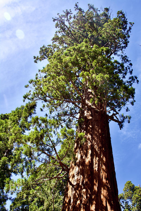 Top of this Sequoia Tree in Sequoia National Park, California  Photograph by Ruth Hager