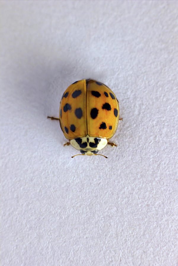 Top view, a macro closeup of a lady beetle bug with orange wings and black spots, common insect of europe. Coccinellidae on white background Photograph by Arpan Bhatia