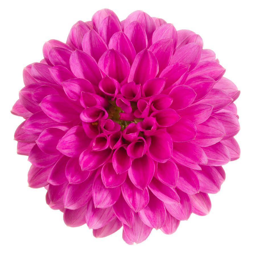 Top view close-up of bright pink dahlia Photograph by Vidok