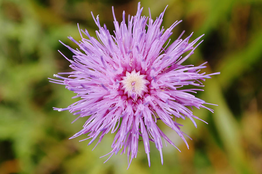 Top View Of Blooming Texas Thistle Photograph