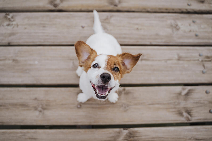 top view of cute small jack russell terrier dog sitting on a wood bridge outdoors and looking at the camera. Pets outdoors and lifestyle Photograph by Eva Blanco