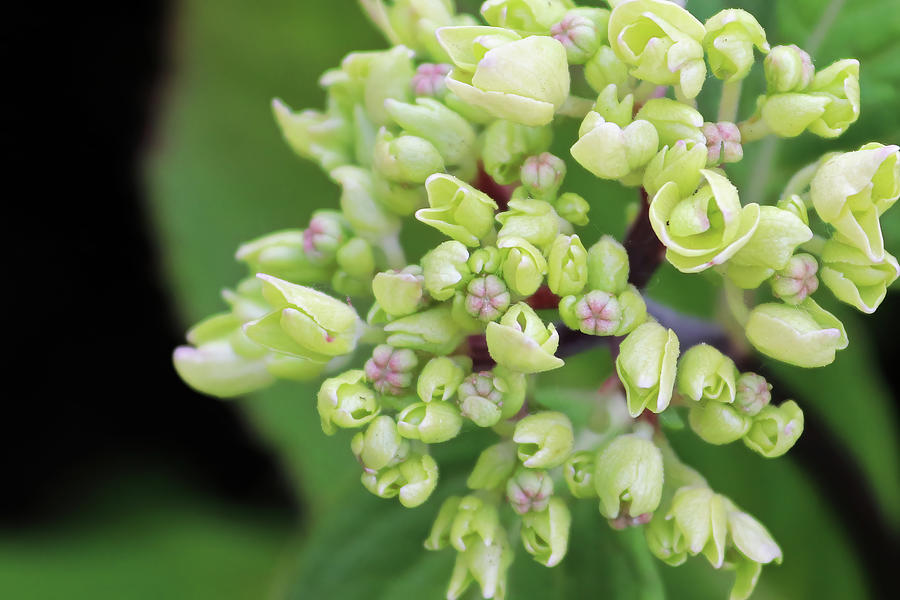 Top view of white hydrangea flowers opening Photograph by Amelia Martin ...